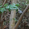 シジュウカラ