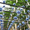 風鈴祭り…あじさい
