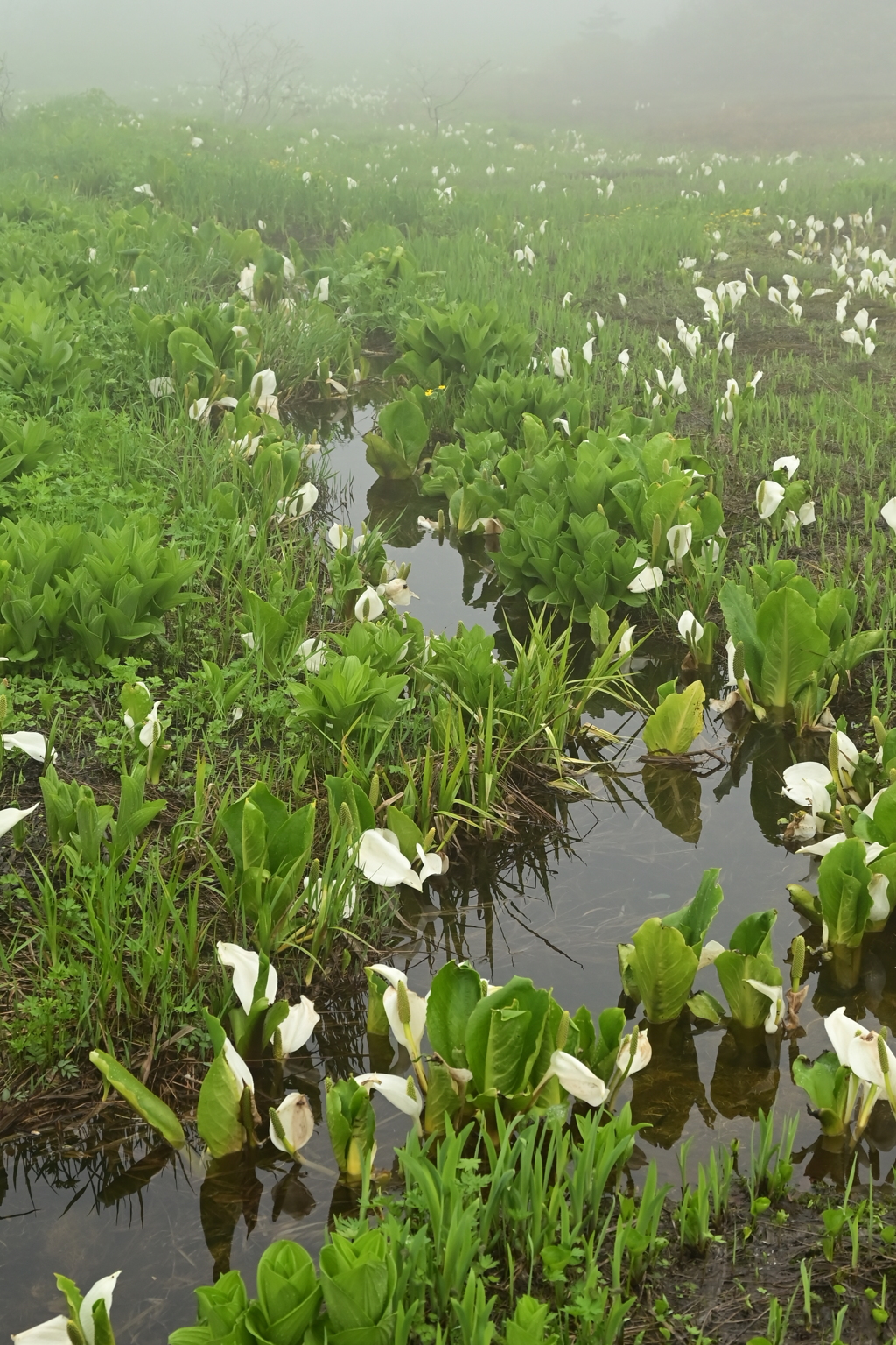 ミズバショウ湿原