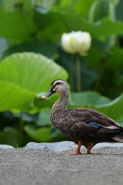 鴨と蓮の花