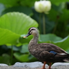 鴨と蓮の花