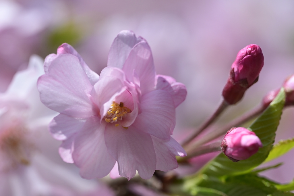枝垂れ桜