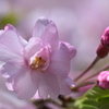 枝垂れ桜