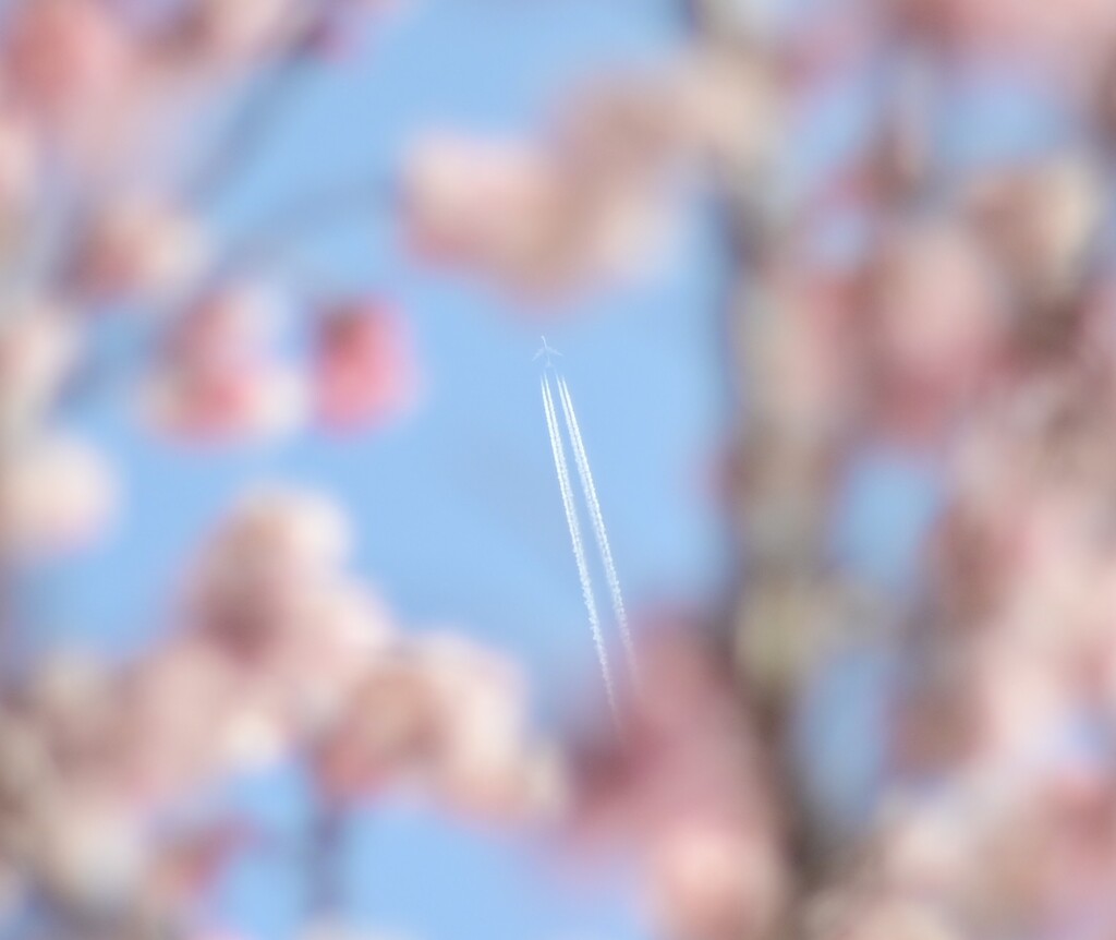 桜と飛行機雲