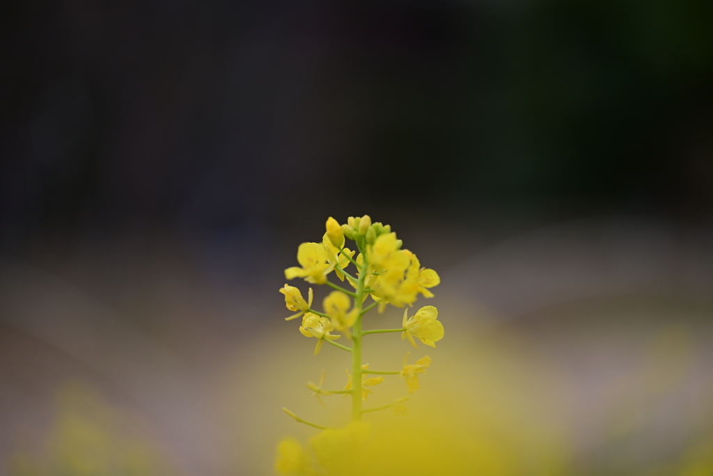 菜の花