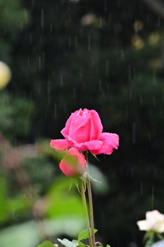 雨の跡