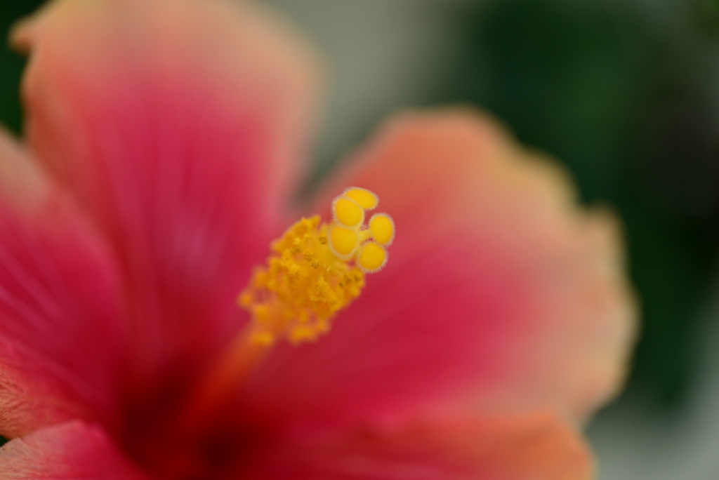 ハイビスカス 2