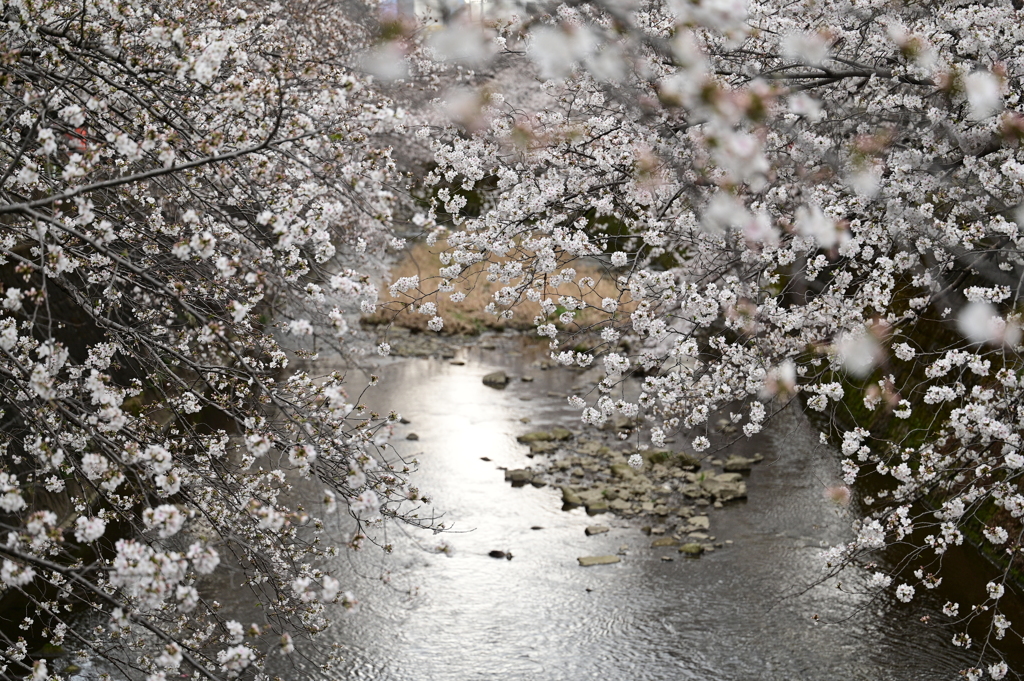 恩田川の桜…②