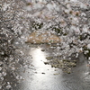 恩田川の桜…②