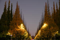 早朝の銀杏並木