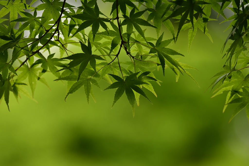 緑の濃淡