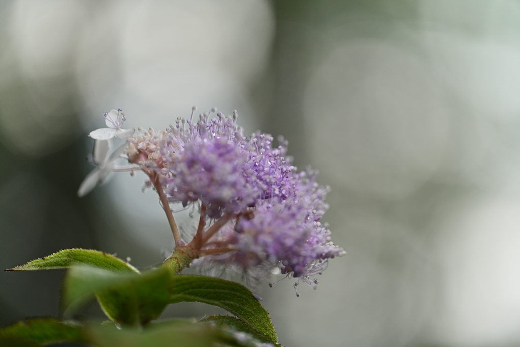 季節外れの紫陽花