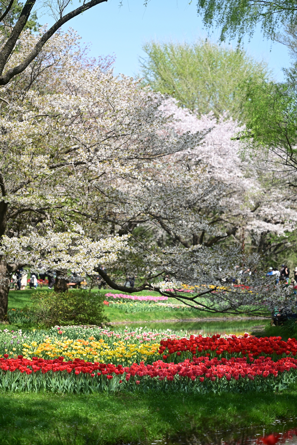 チューリップと桜