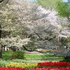 チューリップと桜