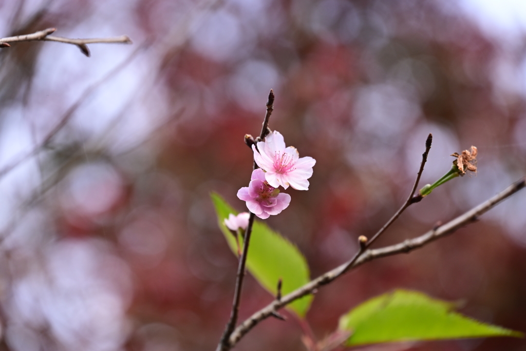 １０月桜