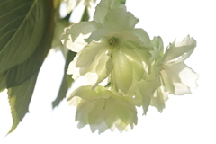 鬱金の花