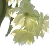鬱金の花