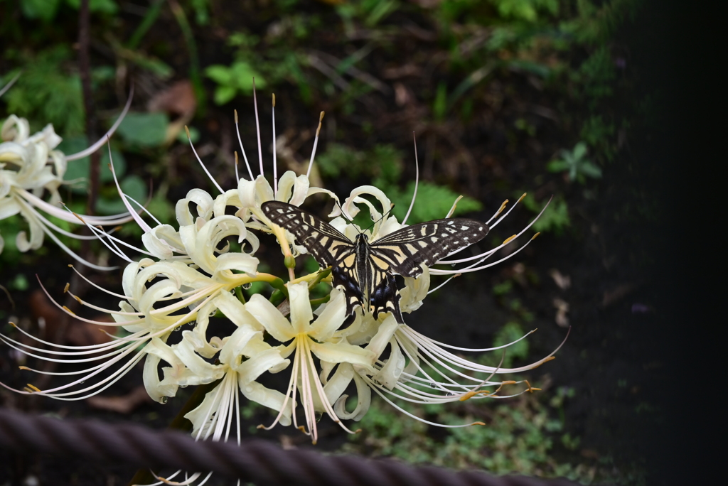 白い曼珠沙華と揚羽蝶