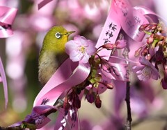 サクジロー