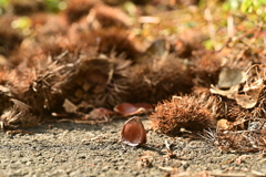 立った栗