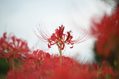 曼珠沙華