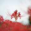 曼珠沙華