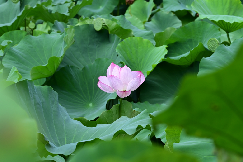 今年最後の蓮の花