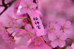 桜神宮