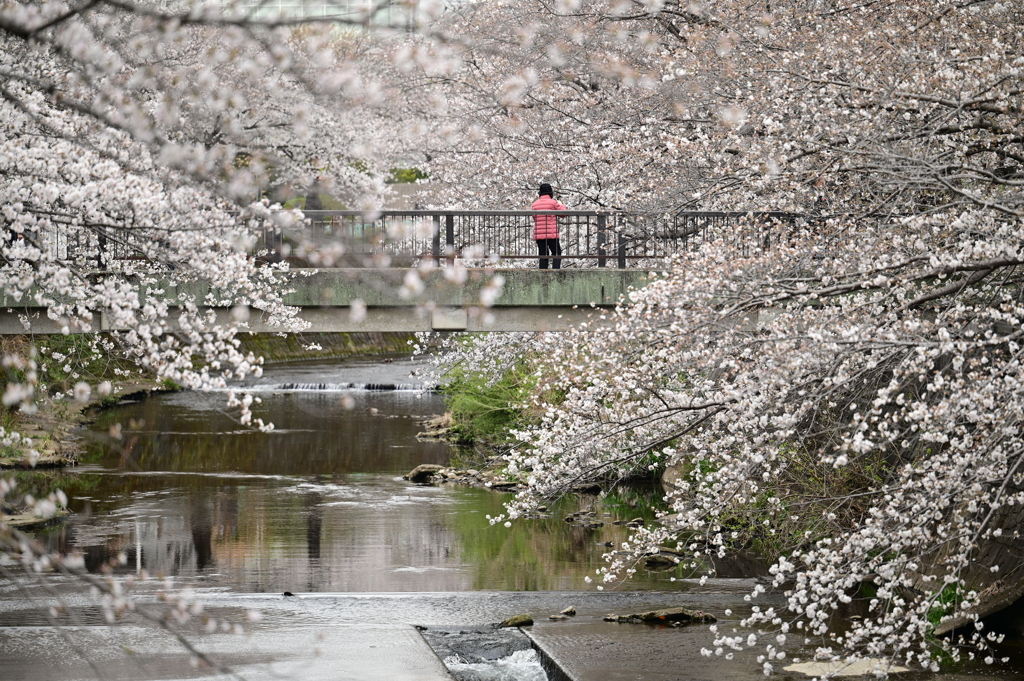 恩田川の桜