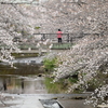 恩田川の桜