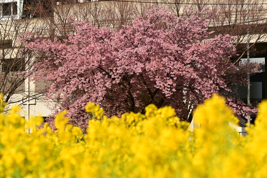 桜と菜の花