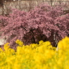 桜と菜の花