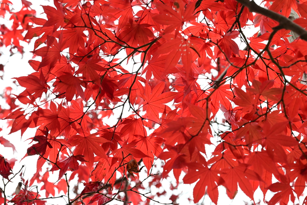 紅葉9