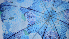 A Hydrangea Sky