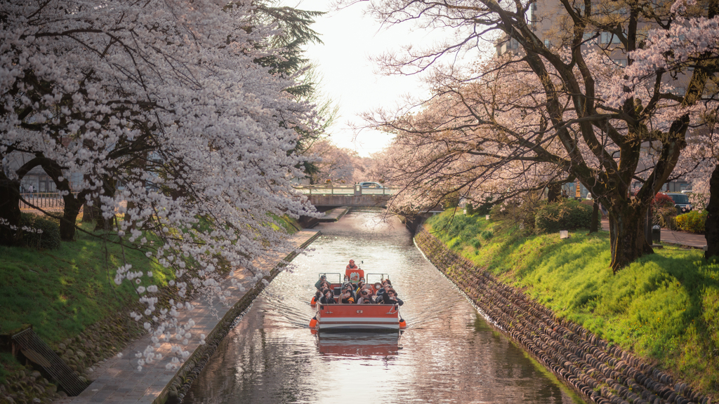 夕日と桜に包まれて