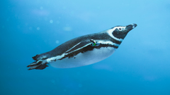 うみがたりのペンギン