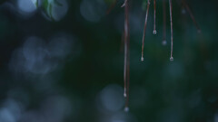 Drops