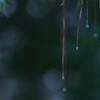 Drops