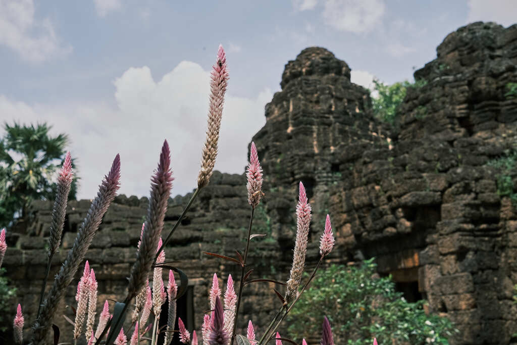 遺跡に咲く花３