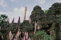 遺跡に咲く花３