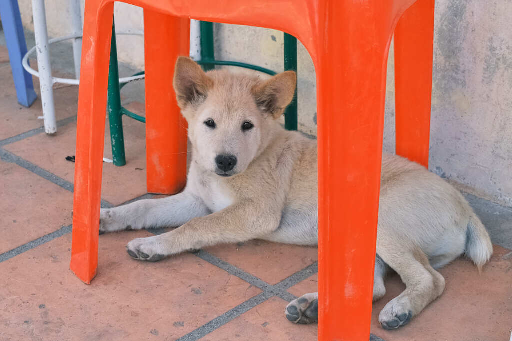 ブンケンコン高校の新米番犬　シロ