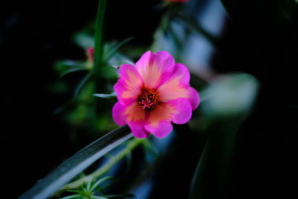 背もたれの花