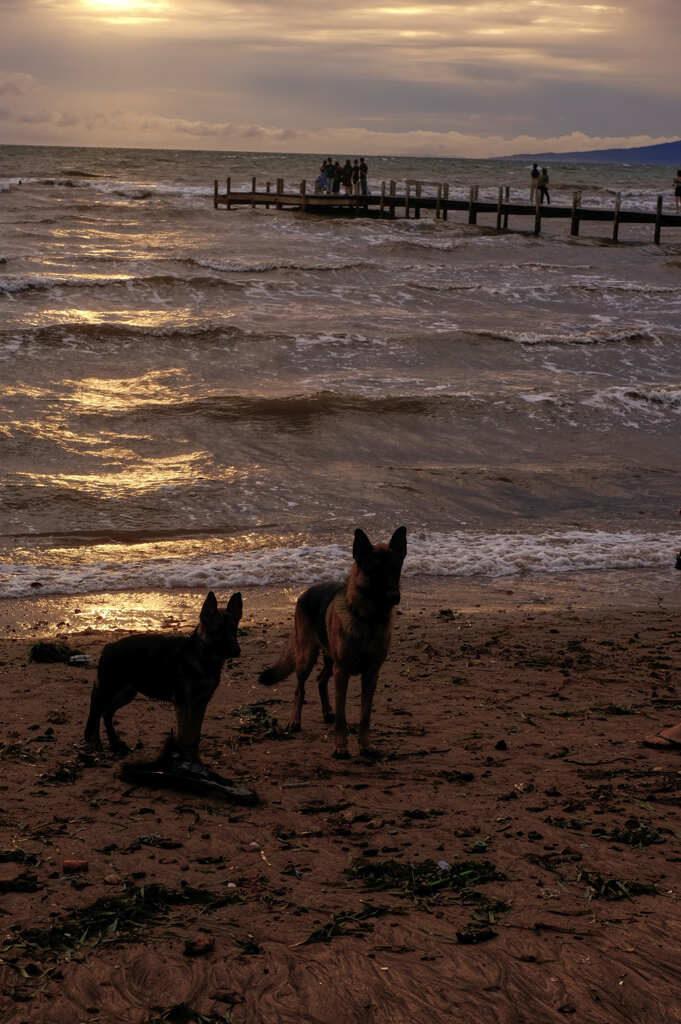 クッキー君と彼の妹