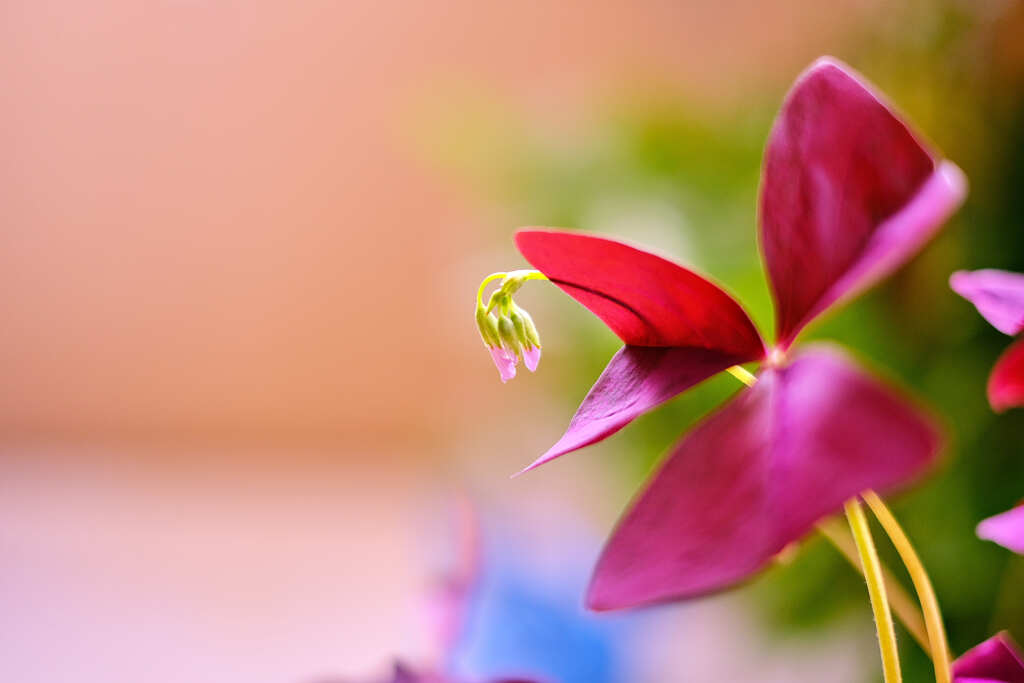 花　柄にもなく３