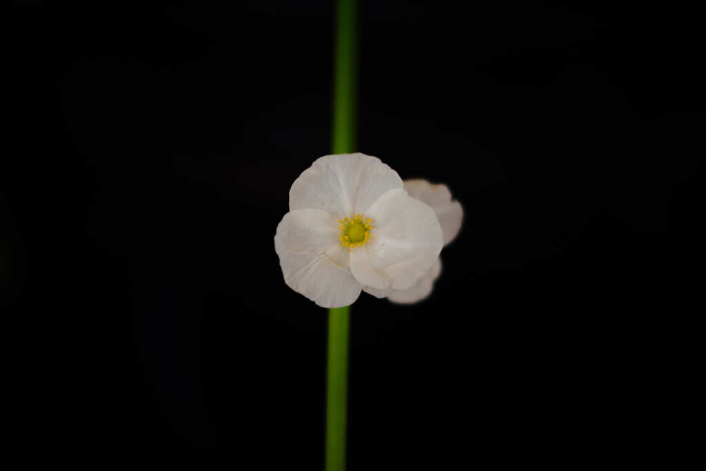 壊れて放置していた椅子の背もたれに垂れて来た花
