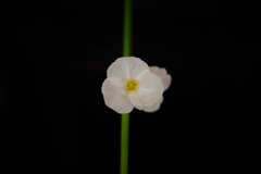 壊れて放置していた椅子の背もたれに垂れて来た花