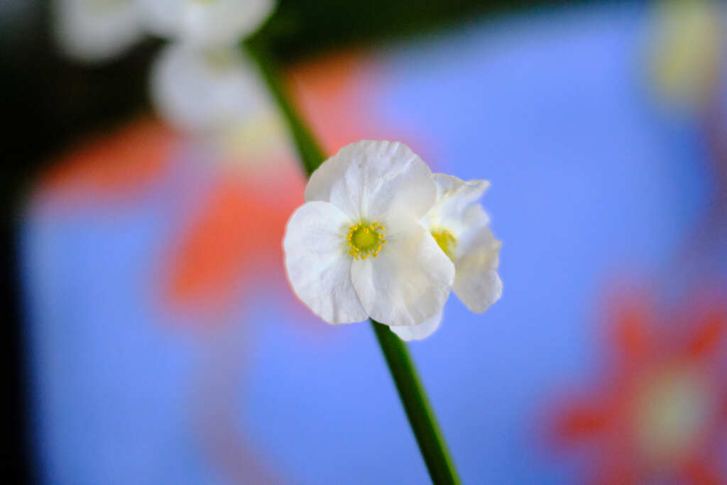 足拭きマットの前の花