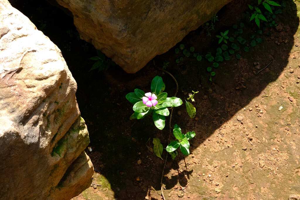 遺跡に咲く花１
