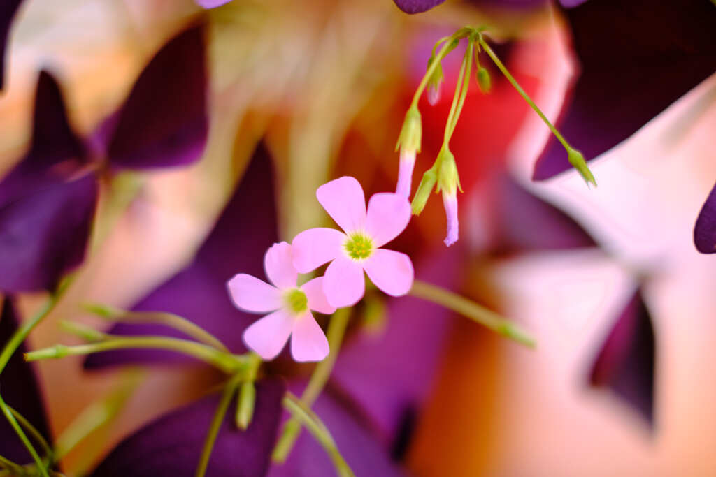 花　柄にもなく２