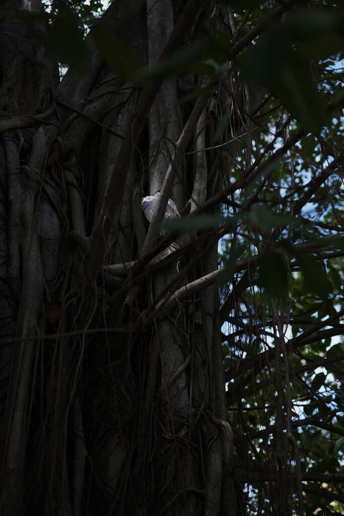 御神木に捨てられたゴミ